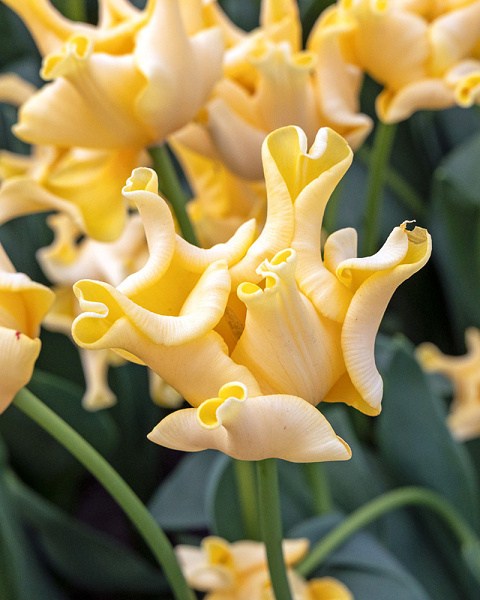 Tulipán Yellow Crown 
